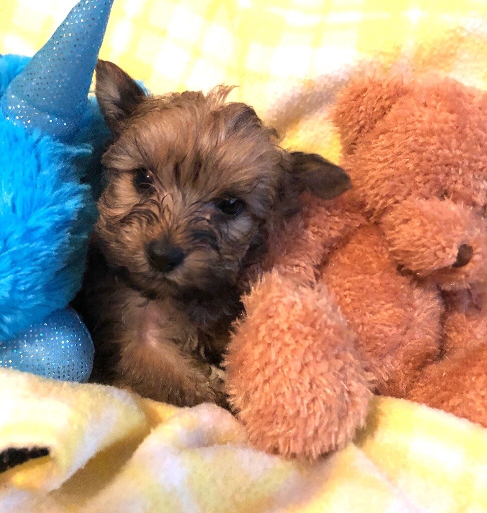 sable yorkshire terrier